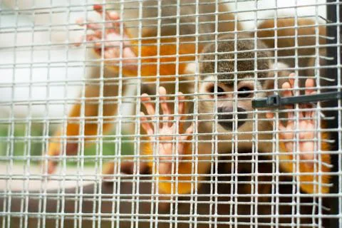 Squirrel monkey in a cage. little monkey at the zoo looking at the camera Stock Photos