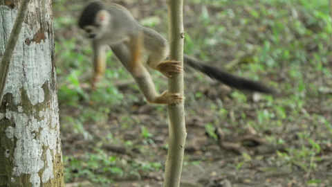 Squirrel Monkey Carefully Climbing Thin Tree Trunk in Amazonian Habitat Stock Footage 334139686