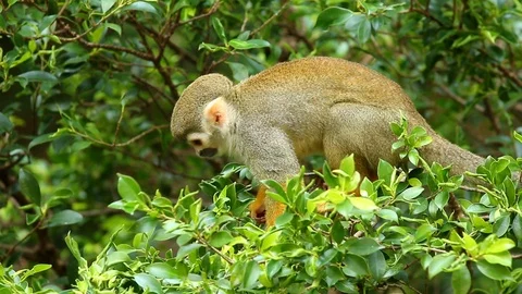 Squirrel monkey   in Chiangmai Thailand Stock Footage 101895888