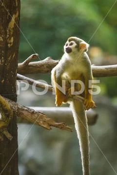 Squirrel monkey in chiangmai zoo chiangmai Thailand Stock Photos