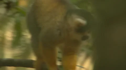 Squirrel monkey climbing down Stock Footage 10979482
