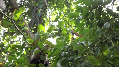 A squirrel monkey climbing on a huge tree Stock Footage 136403151