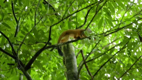 Squirrel Monkey Climbing Through Lush Green Rainforest Tree Canopy. Stock Footage 338364642