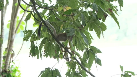 Squirrel Monkey Climbing Through Vibrant Jungle Canopy Stock Footage 334331013