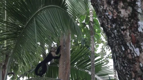 A squirrel monkey climbing a tree in Costa Rica Stock-Footage 136402812