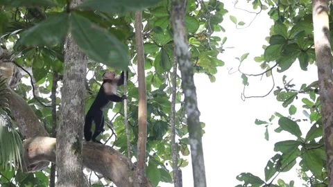 A squirrel monkey climbing a tree Stock Footage 136402728