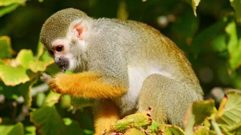 Squirrel Monkey Climbing in Zoo Habitat on a Sunny Summer Morning | 4K Wild.. Stock Footage 339337026