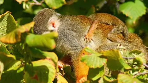 Squirrel Monkey Climbing in Zoo Habitat on a Sunny Summer Morning | 4K Wild.. Stock Footage 339337236