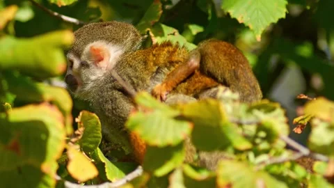 Squirrel Monkey Climbing in Zoo Habitat on a Sunny Summer Morning | 4K Wild.. Stock Footage 339337410