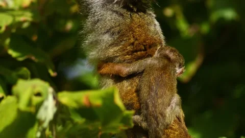 Squirrel Monkey Climbing in Zoo Habitat on a Sunny Summer Morning | 4K Wild.. Stock Footage 339337478