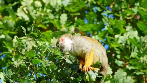 Squirrel Monkey Climbing in Zoo Habitat on a Sunny Summer Morning | 4K Wild.. Stock Footage 339337529