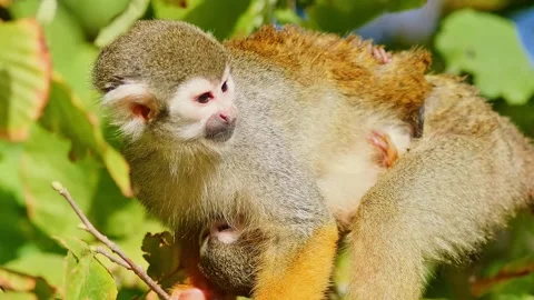 Squirrel Monkey Climbing in Zoo Habitat on a Sunny Summer Morning | 4K Wild.. Stock Footage 339337627