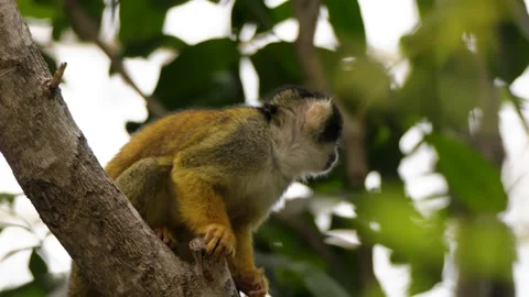 Squirrel Monkey Climbs Tree Branches, Overcast Sky, Pairi Daiza Zoo Belgium Stock Footage 338372145