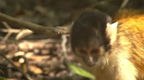 Squirrel monkey close up Stock Footage 10979753
