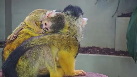 Squirrel monkey close up Stock Footage 245045959