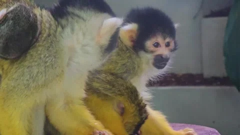 Squirrel monkey close up Stock Footage 245046003
