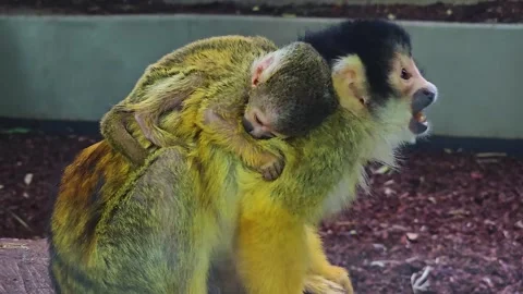 Squirrel monkey close up Video stock 245046036
