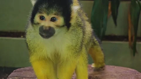 Squirrel monkey close up Stock-Footage 245046052