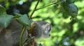 Squirrel monkey close up tree between green leaves Photo