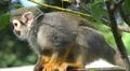 Squirrel monkey close up tree between green leaves Photo