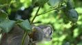 Squirrel monkey close up tree between green leaves Photo