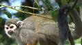 Squirrel monkey close up tree between green leaves Photo