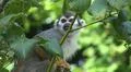 Squirrel monkey close up tree between green leaves Photo