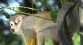 Squirrel monkey close up tree between green leaves Photo