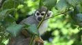 Squirrel monkey close up tree between green leaves Photo