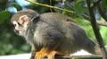 Squirrel monkey close up tree between green leaves Photo