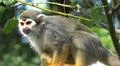 Squirrel monkey close up tree between green leaves Photo
