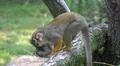 Squirrel monkey close up on tree sunny day Photo