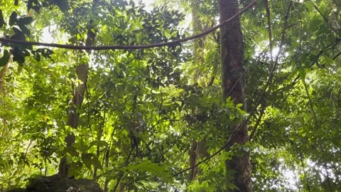 Squirrel monkey in the Costa Rican rainforest. Stock Footage 326575395