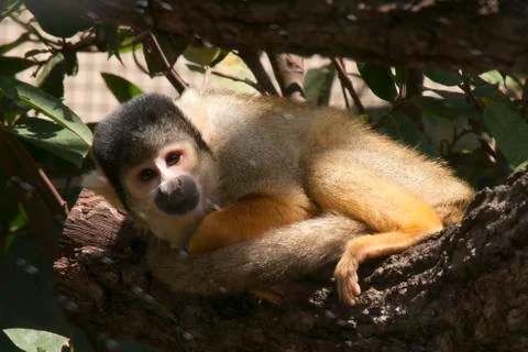 Squirrel monkey curled up in in tree branch Stock Photos