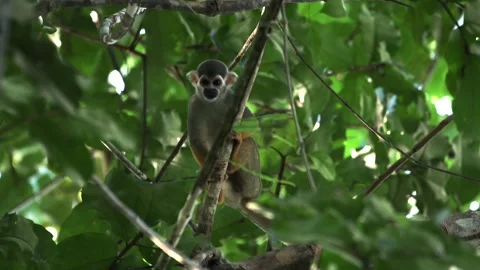 Squirrel monkey displaying a curious behaviour Stock Footage 251848060