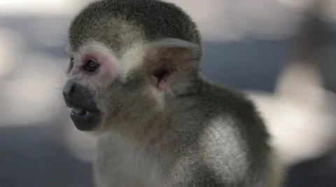 Squirrel Monkey Eating and Scratching Stock Footage 55445874