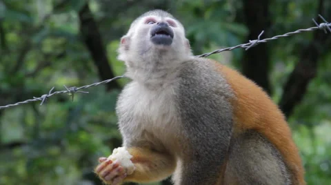 Squirrel monkey eating banana from human 스톡 동영상 41901489