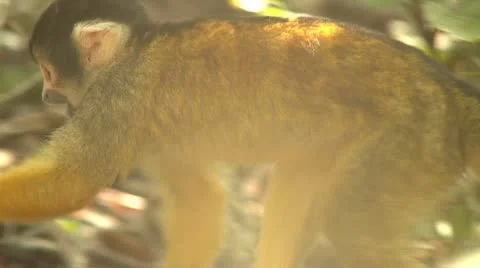 Squirrel monkey eating Stock Footage 10979656