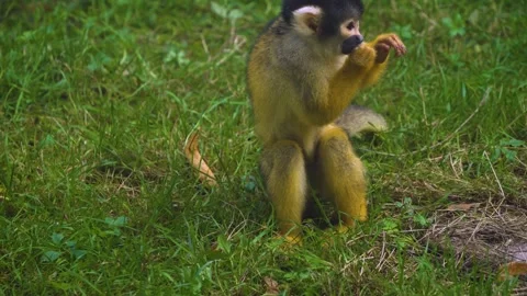 Squirrel monkey eating Stock Footage 272734941
