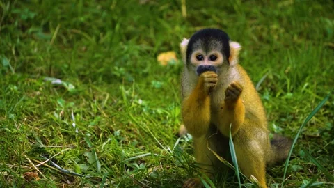 Squirrel monkey eating Stock Footage 272735054