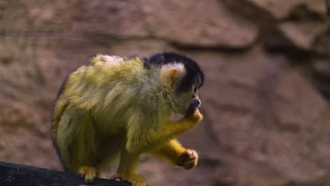 Squirrel monkey eating Stock Footage 272742618