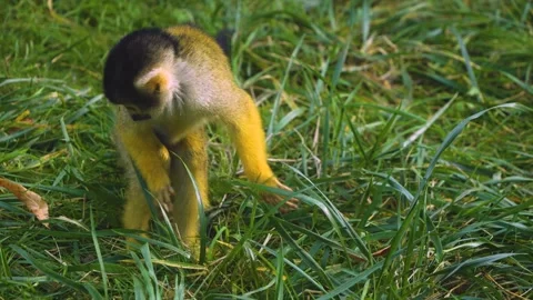 Squirrel monkey eating Stock Footage 272742698