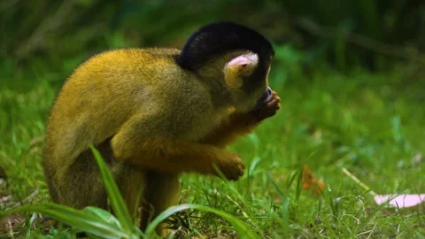 Squirrel monkey eating  Stock Footage 272793648