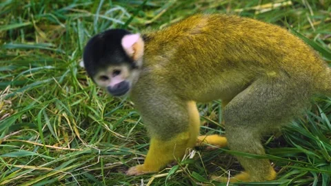 Squirrel monkey eating  Stock Footage 272793709