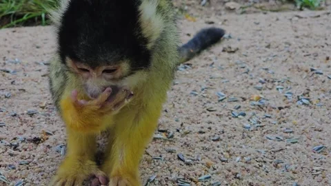 Squirrel monkey eating  Stock Footage 272976082