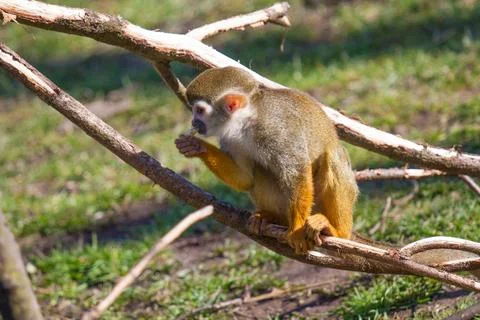 Squirrel monkey eating Stock Photos