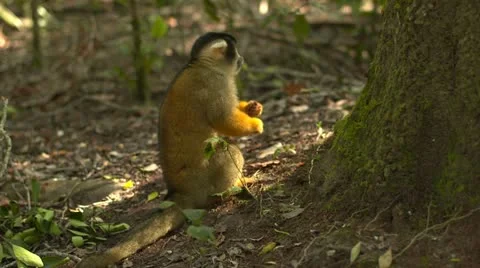 Squirrel monkey eating by tree Stock Footage 10979644