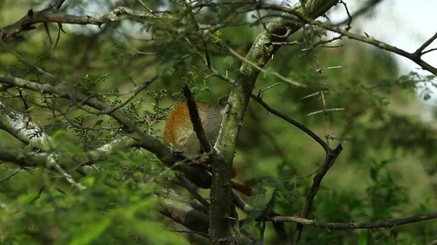 Squirrel monkey in Ecuador's wild moves towards the camera as the focus Stock Footage 128432472