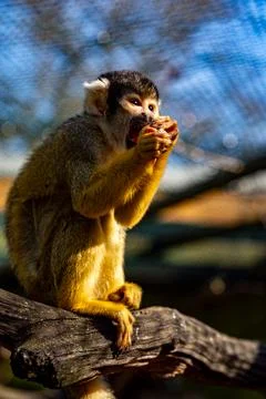 Squirrel Monkey Enjoying a Snack Stock Photos
