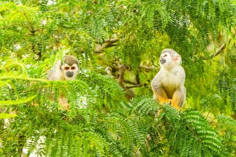 Squirrel Monkey Family Stock-Fotos